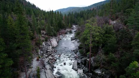 Wald-Mit-Fluss-Aus-Nächster-Nähe