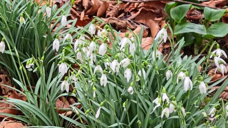 snowdrops in the wind on a spring day