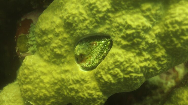 Paramecium bursaria is a species of ciliate found in marine and brackish waters