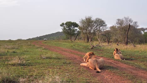 Two-male-African-Lions-lie-on-foreground-road-as-vehicle-approaches