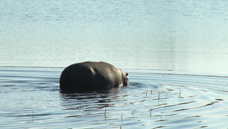 Hipopótamo-Caminando-Hacia-El-Agua-En-La-Naturaleza