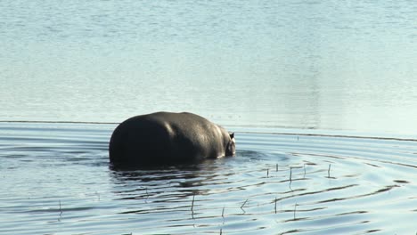 hippo walking into water in the wild