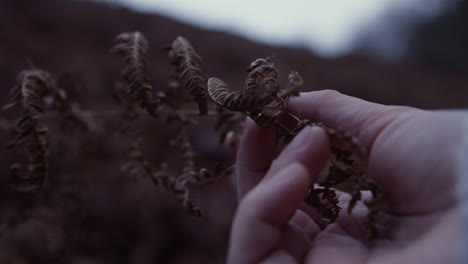 hand touching autumnal brown fern