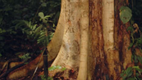 a small cithaerias andromeda butterfly also called andromeda satyr flies up from a leaf in the rainforest