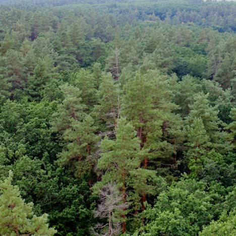 green scenery. tops of trees. mixed trees of the forest in the morning. beautiful summer woodland. aerial view. motion camera to the right.