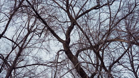 skyward view of tall tree with intricate network of bare branches and few dry leaves remaining, silhouetted against overcast winter sky, capturing essence of cold dormant season in nature