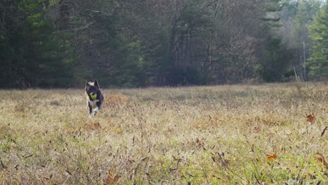 dog playing fetch back and forth - slow motion