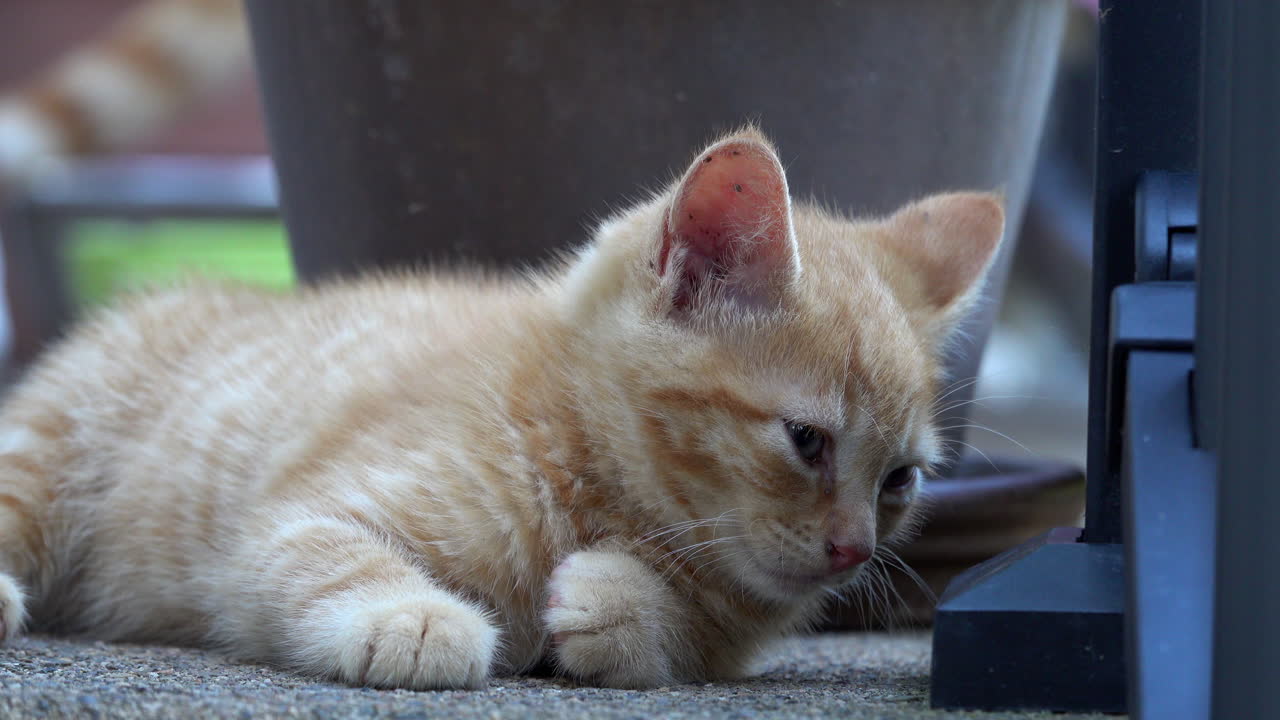 Orange tabby kitten is drowsy.