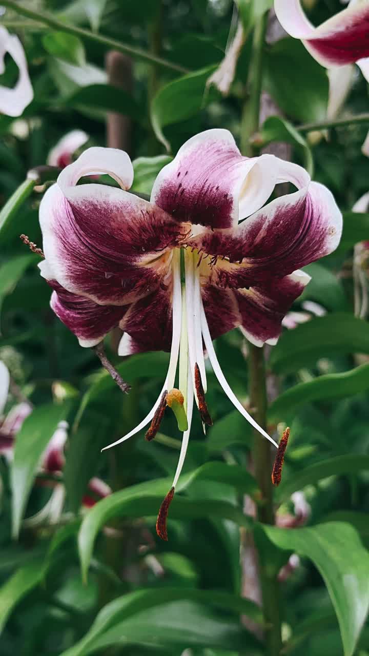 primer plano de un hermoso lirio púrpura y blanco