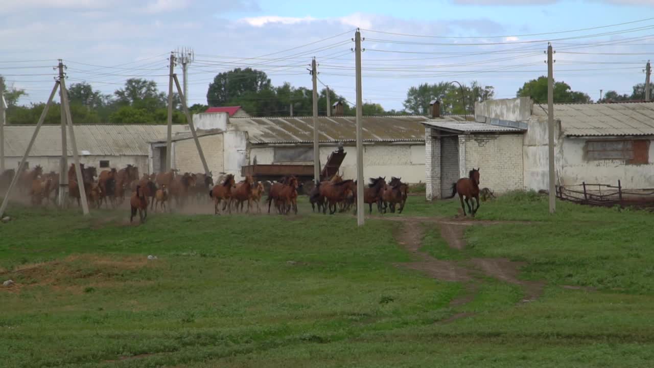 caballos corriendo en un campo