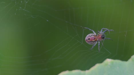 an alpaida versicolor spider weaving her web