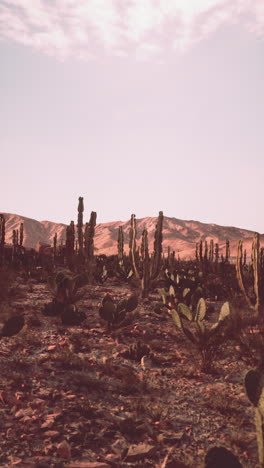 a field of cactus in a desert landscape with mountains in the background.