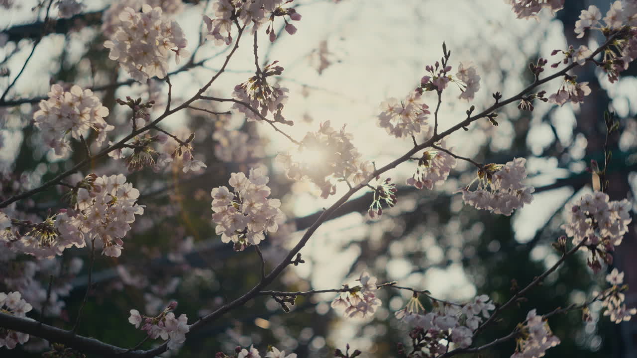 Cherry blossom detail with soft lighting and floral texture