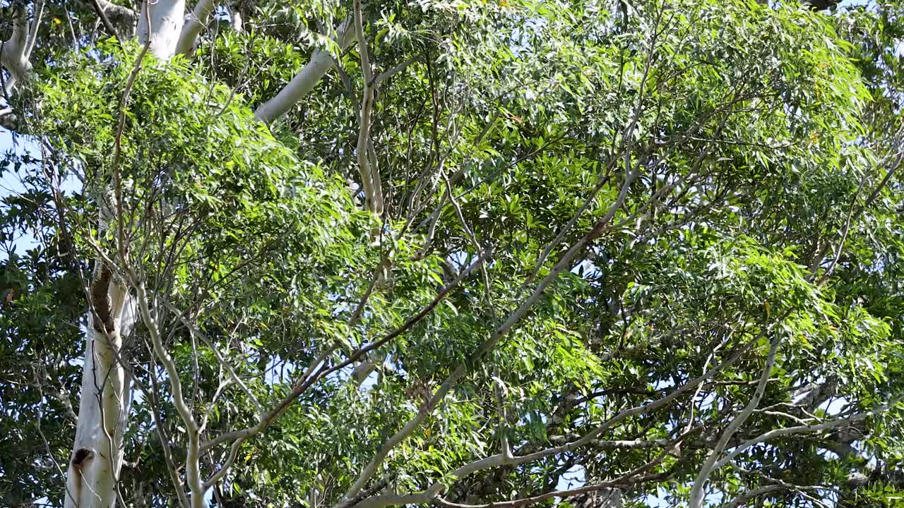 Green tree tops and branches move softly in daylight, captured with a steady wide shot