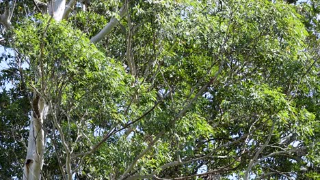 green tree tops and branches move softly in daylight, captured with a steady wide shot