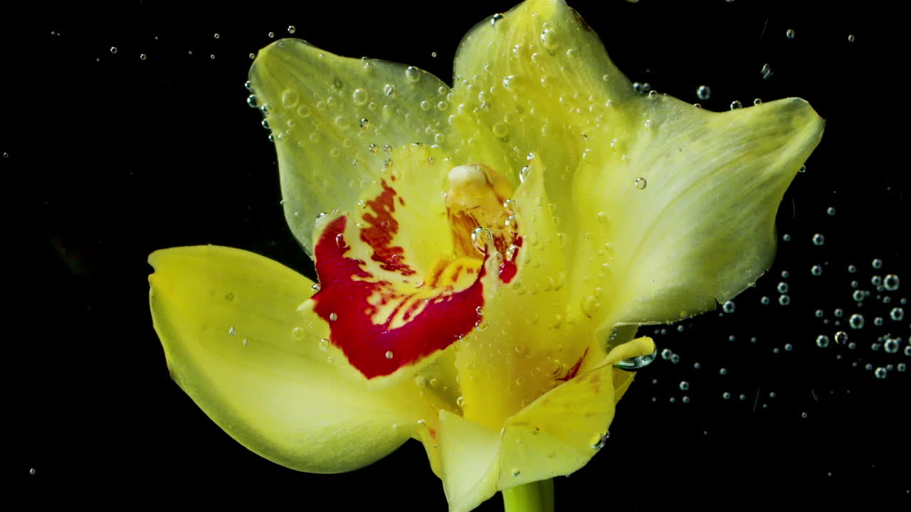 거품이 있는 물 의 노란색 오키디