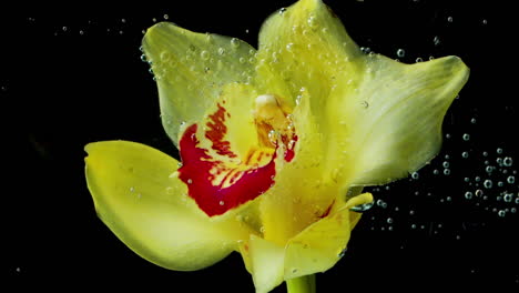 orquídea amarilla bajo el agua con burbujas
