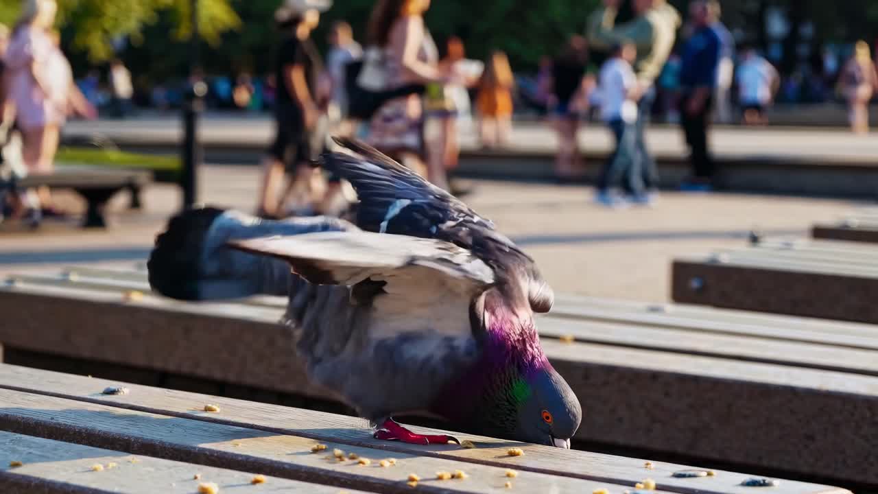 Low-angle video shot of a pigeon pecking at crumbs on a bench, with a blurred background of people