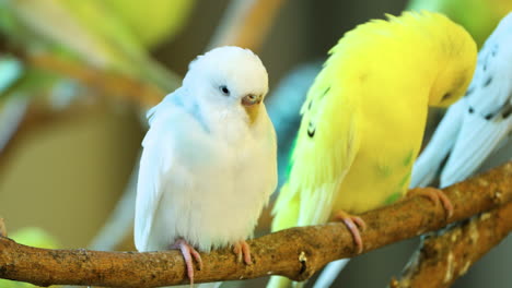 budgerigar common parakeet birds resting together on branch grooming, cleaning feathers