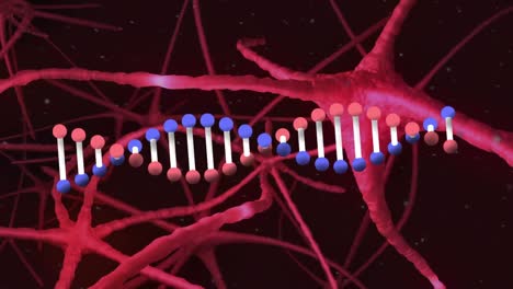 Digitale-Animation-Einer-DNA-Struktur,-Die-Sich-Gegen-Signale-Dreht,-Die-Durch-Neuronen-Laufen