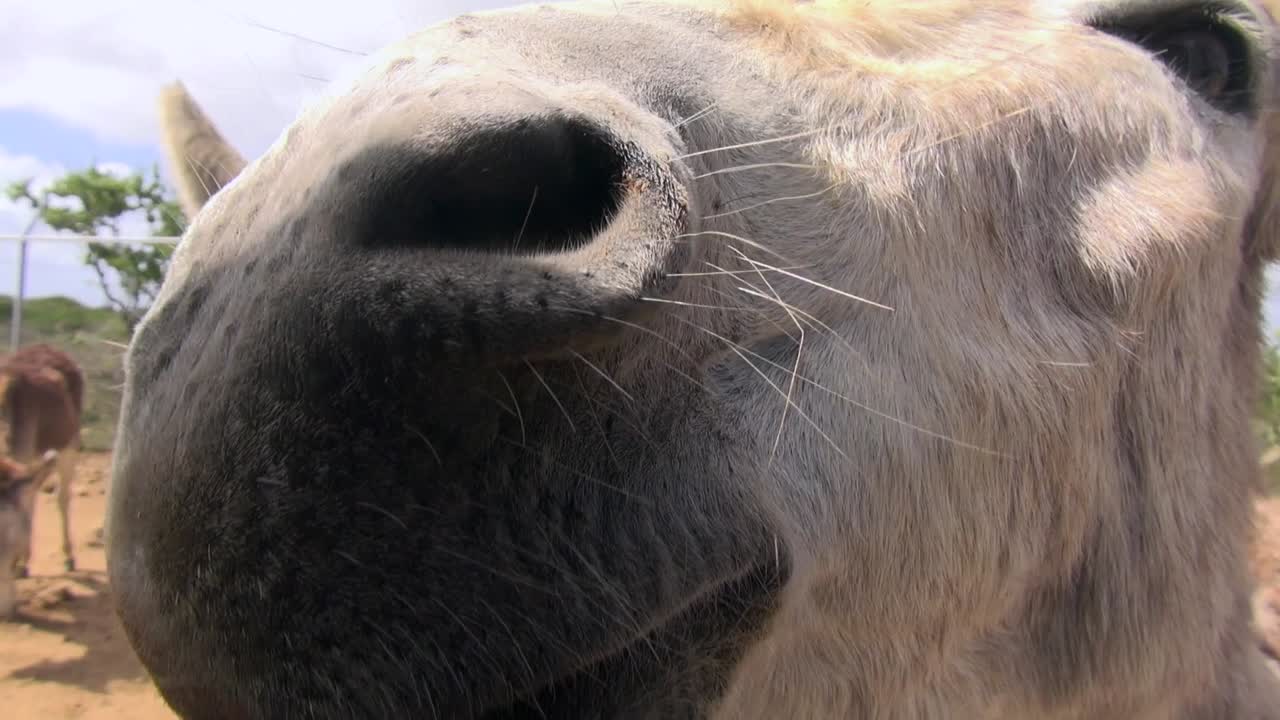 당나귀 얼굴이 가깝다