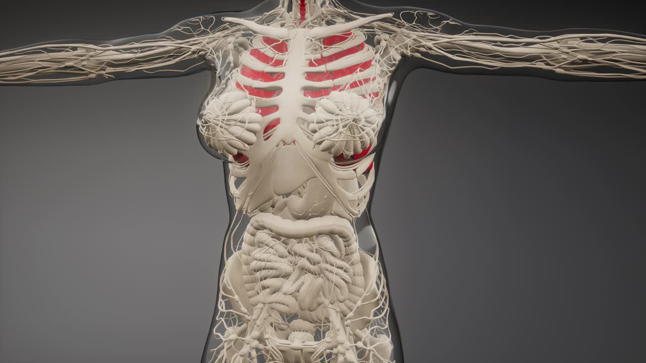 examen radiológico de los pulmones humanos