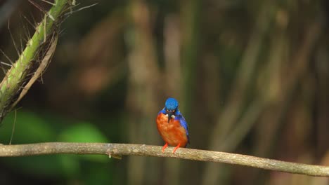 un pájaro pescador de orejas azules posado en una rama junto a las espinas de una planta de fruta de serpiente