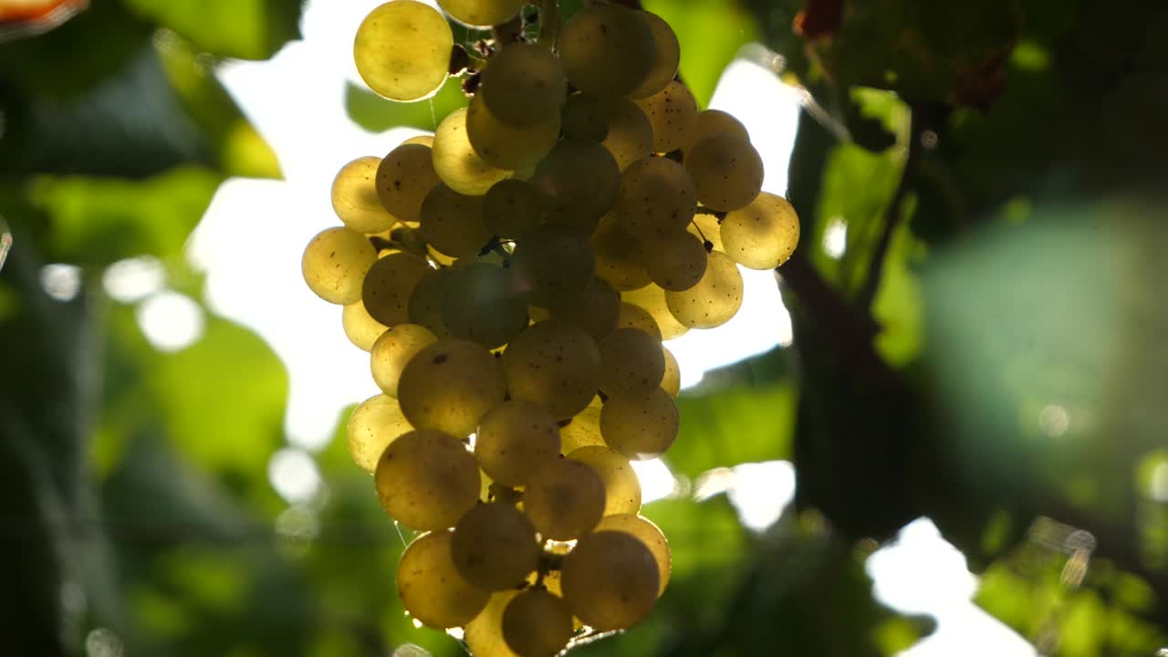 Nice healthy bunch of grapes close up in a vineyard in slow motion and a sun lens flare