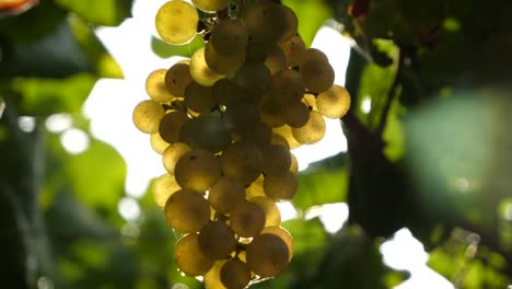 nice healthy bunch of grapes close up in a vineyard in slow motion and a sun lens flare