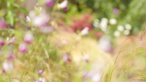 primer plano de las flores de la planta de salvia que crece al aire libre en el jardín 3