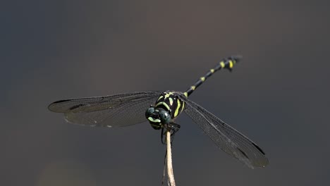 the common flangetail dragonfly is commonly seen in thailand and asia