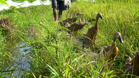 ducks walk across rice field searching for food hustled by unrecognizable farmer