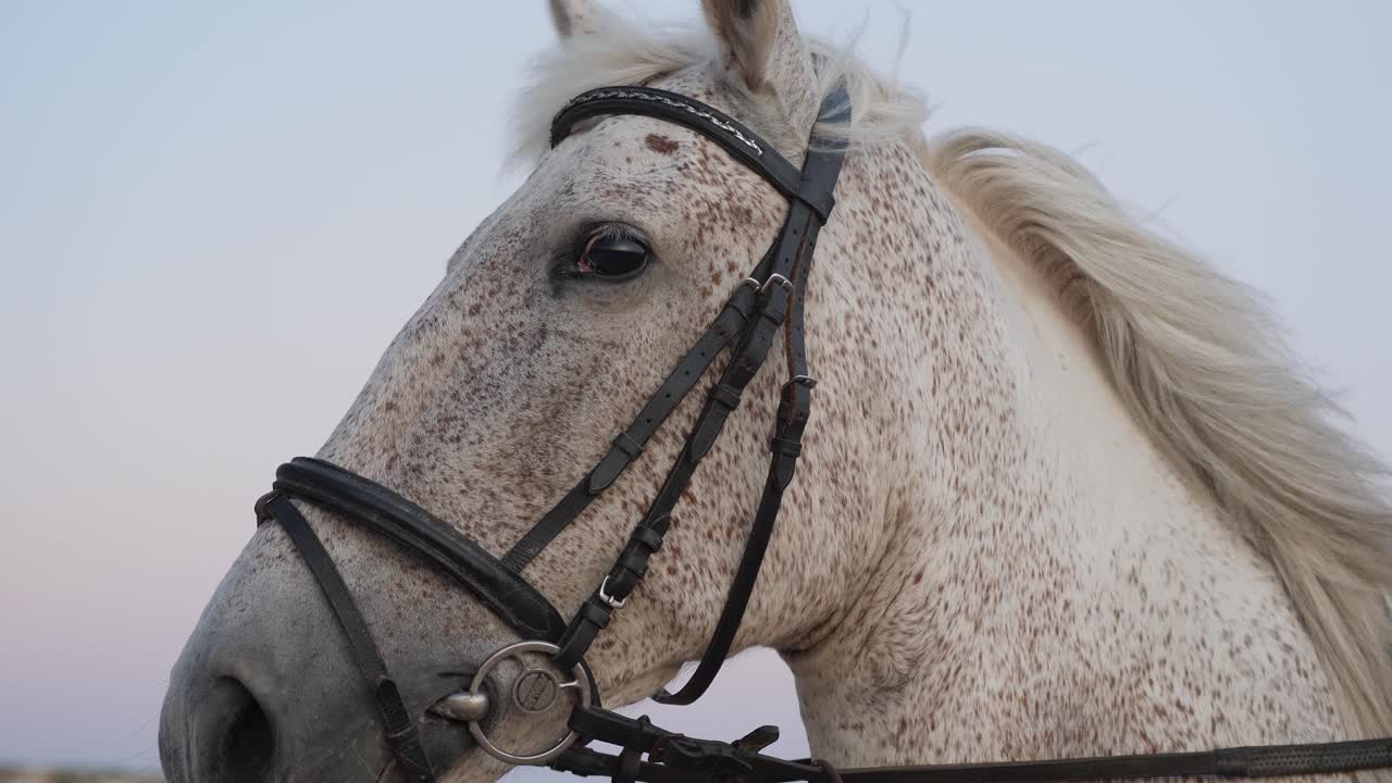 foto de perfil de primer plano de un hermoso caballo blanco con manchas grises moteadas en la cara, usando un arnés de brida