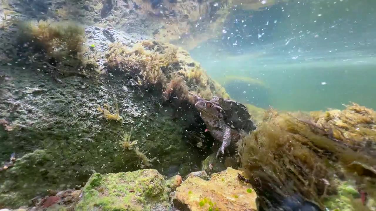 Rospo comune maschio (Bufo bufo) su una femmina in amplesso sul fondo di un ruscello poco profondo, Estonia