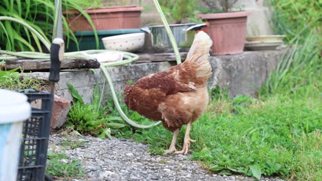 many red chickens on a summer day in the village