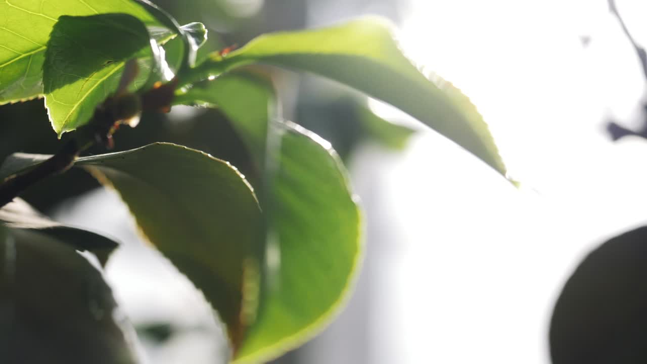 primer plano de las hojas verdes