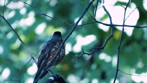 Un-Petirrojo-Se-Arregla-Y-Limpia-Sus-Plumas-Mientras-Está-Sentado-En-Una-Rama-Delgada-De-Un-árbol