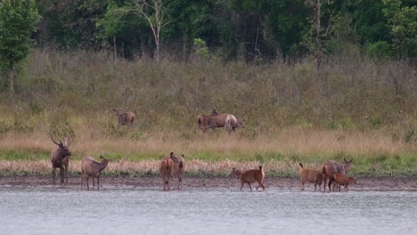 group grazes on grass, a herd in the water as a young deer moves to the left, others split in another group on the right, sambar deer, rusa unicolor, phu khiao wildlife sanctuary, thailand.