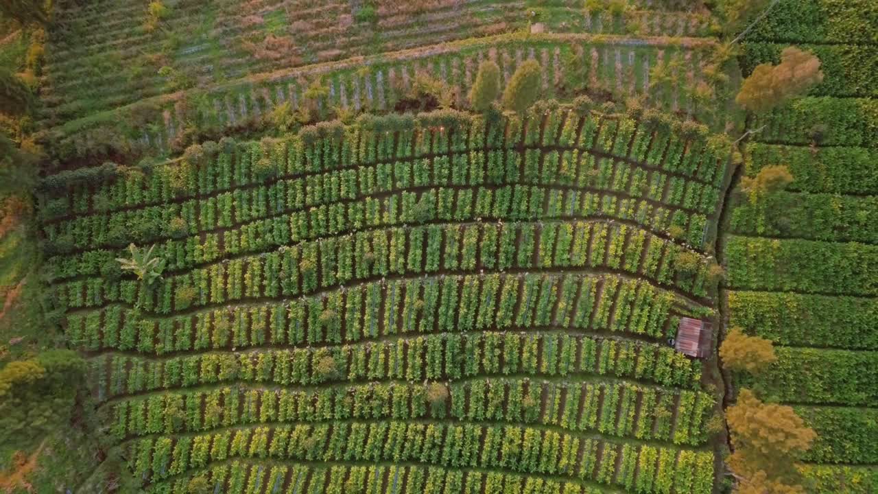 Bird eye shot of tobacco plantation in the morning
