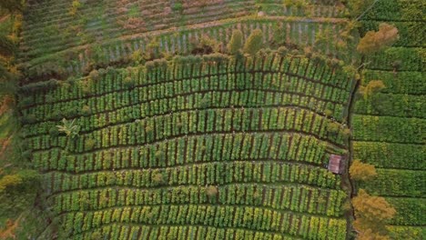 Vista-De-Pájaro-De-La-Plantación-De-Tabaco-En-La-Mañana