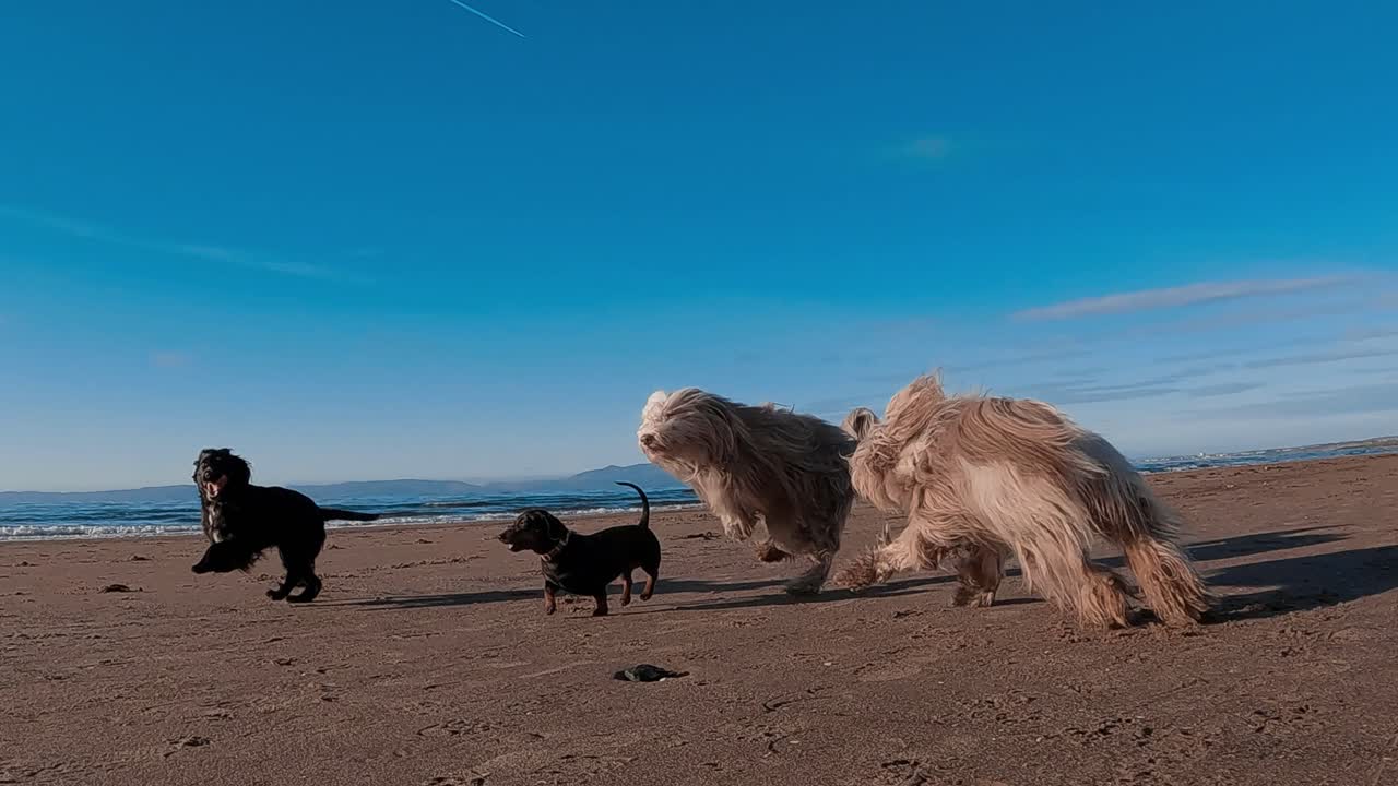 4 dogs running at the beach with speed ramping