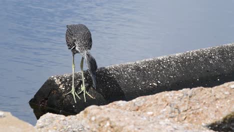 A-clumsy-young-yellow-crowed-night-heron-attempts