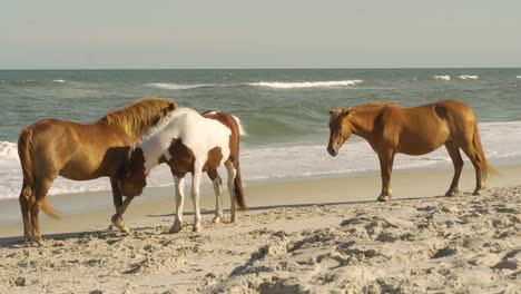 three wild horses on the sea shore