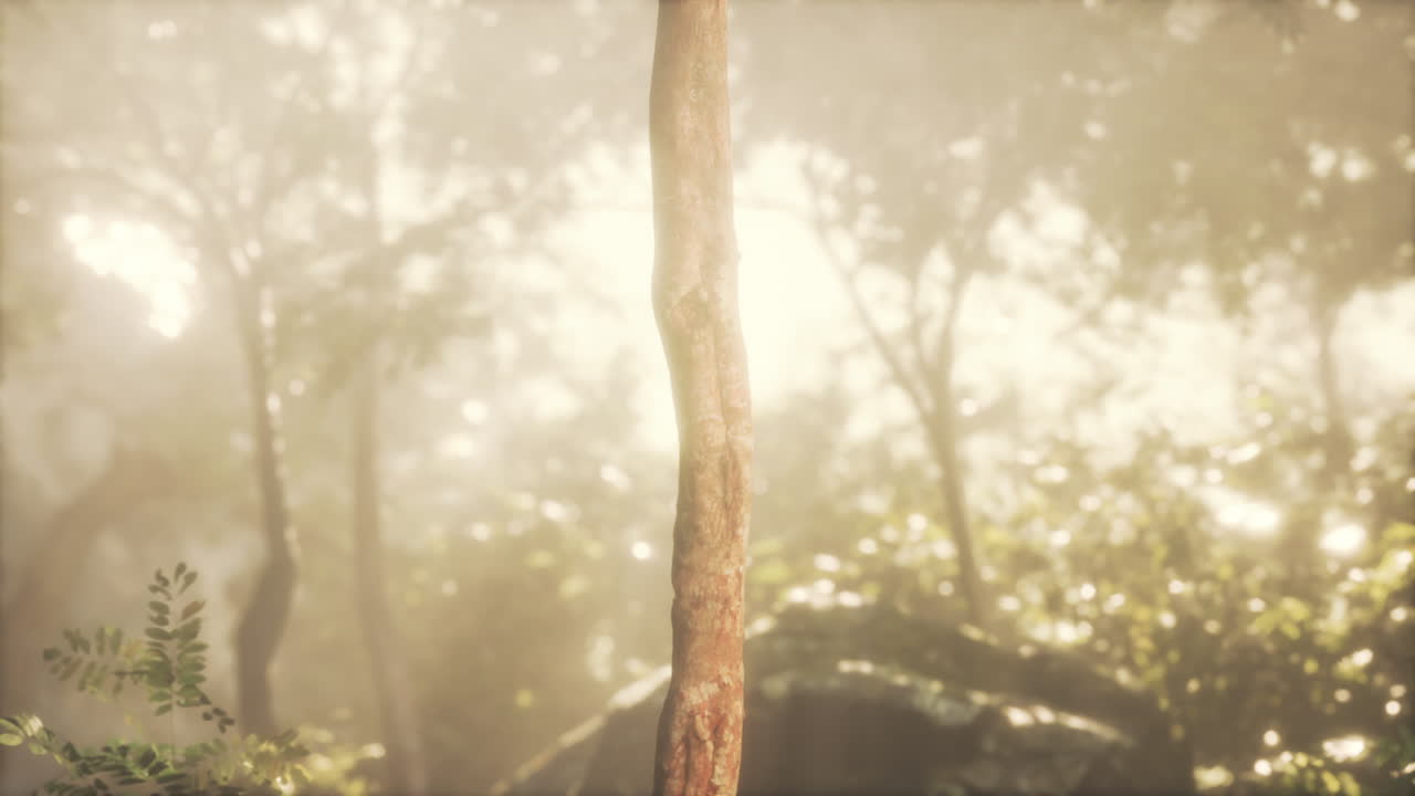 나무 와 잎 식물 이 있는 자연 야외 열대 정원