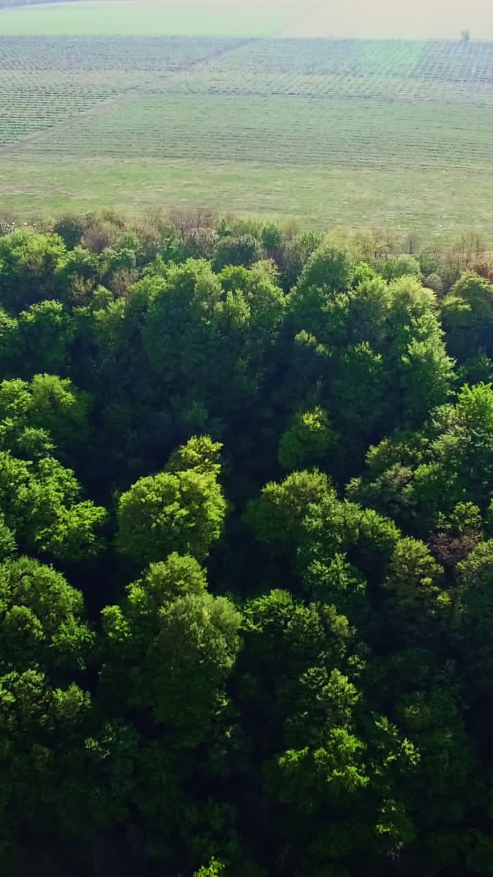 Aerial View of a Monastery in a Forest