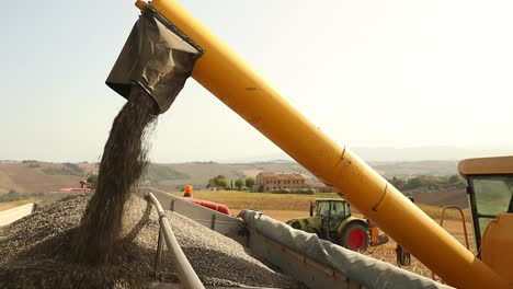 Unloading-the-collected-sunflower-seeds,-into-the-truck-bed,-close-up-slow-motion-shot