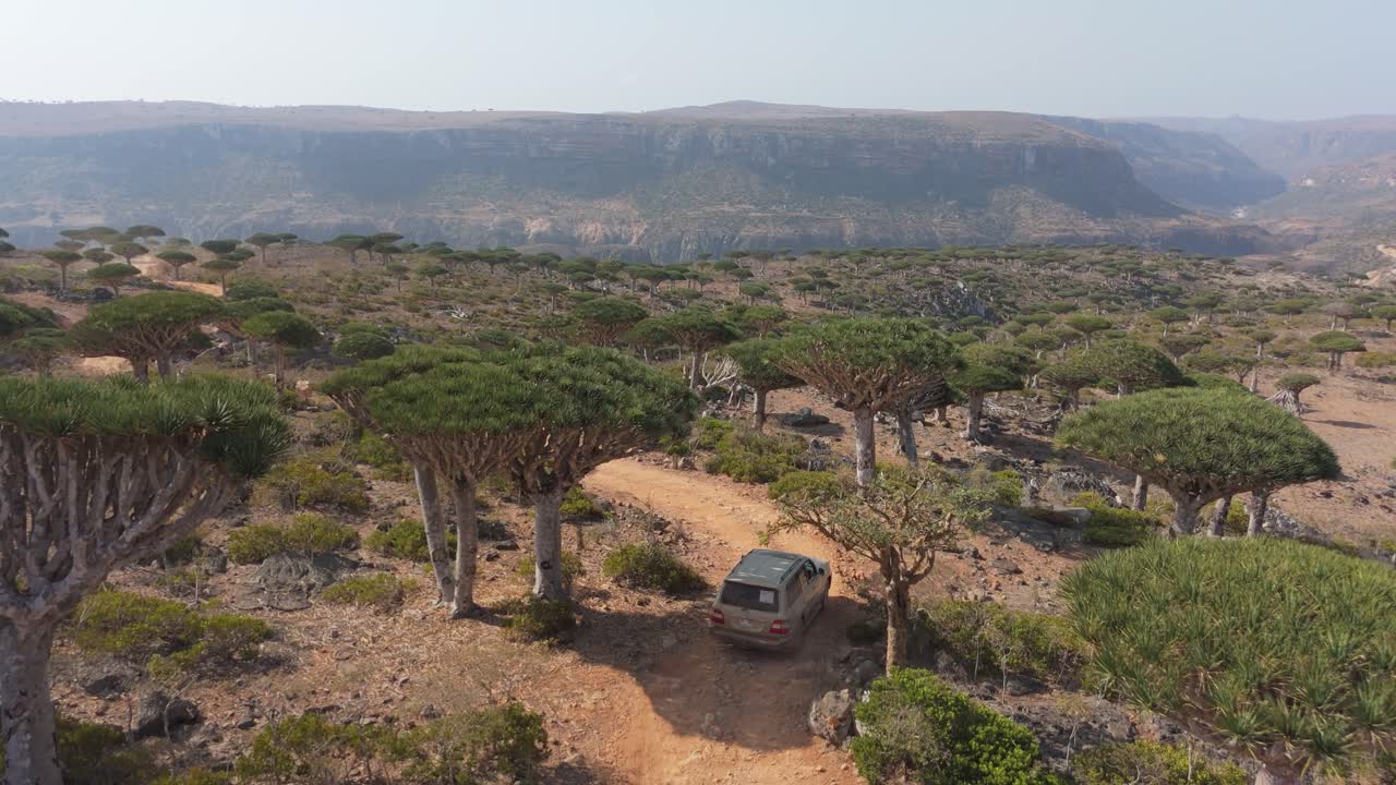 Off-road journey through the Dragon Blood tree forests of Socotra Island