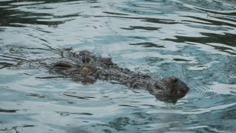 a crocodile dives to hunt