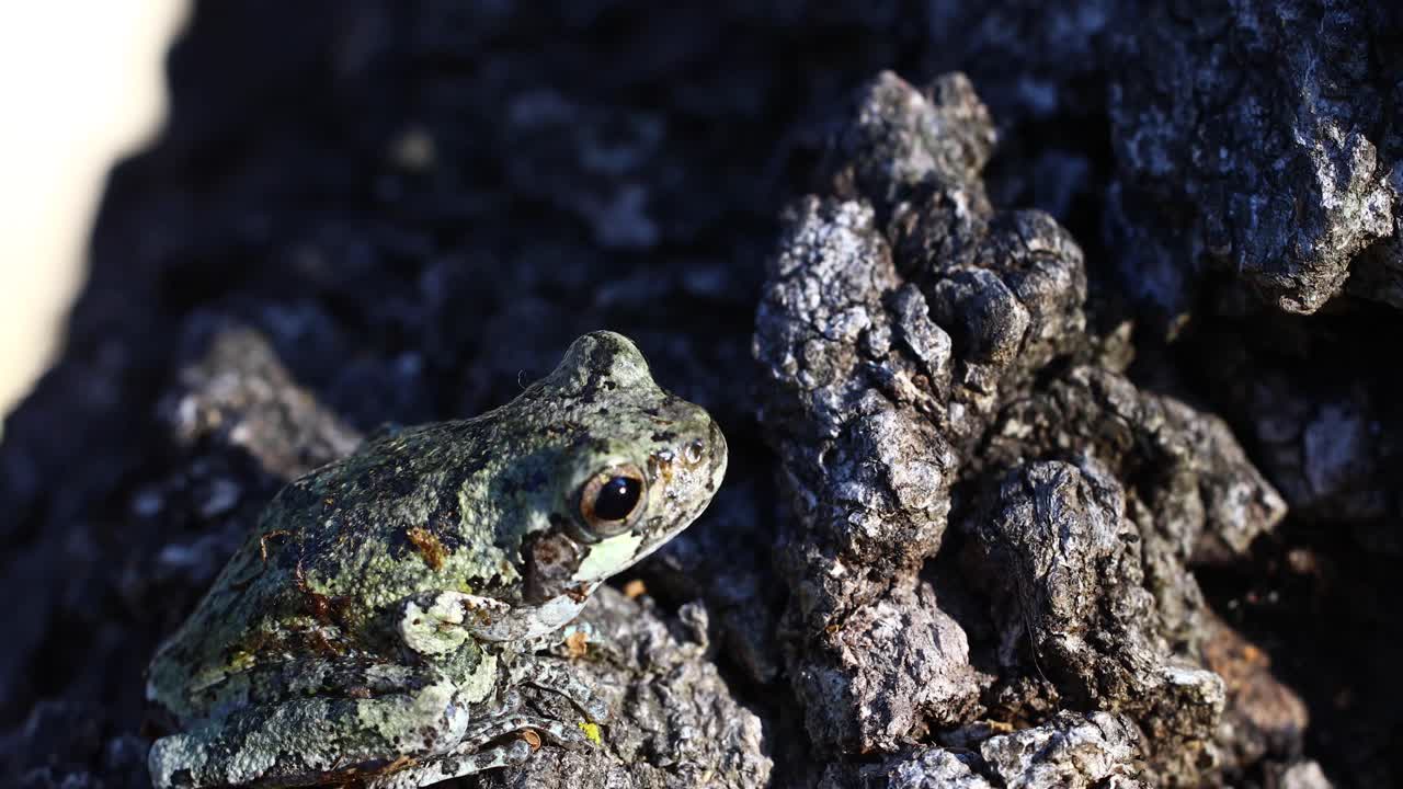 статичное макро-видео ювенильной серой древесной лягушки на дереве