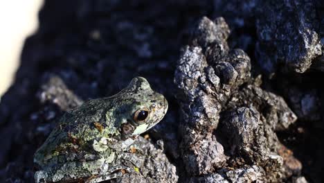 video macro estático de una rana arbórea gris juvenil en un árbol